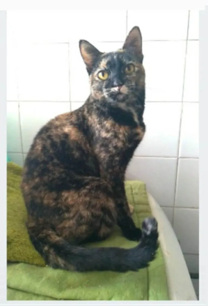 Gato ra a srd escaminha rosét  idade 2 anos nome LUÍSA