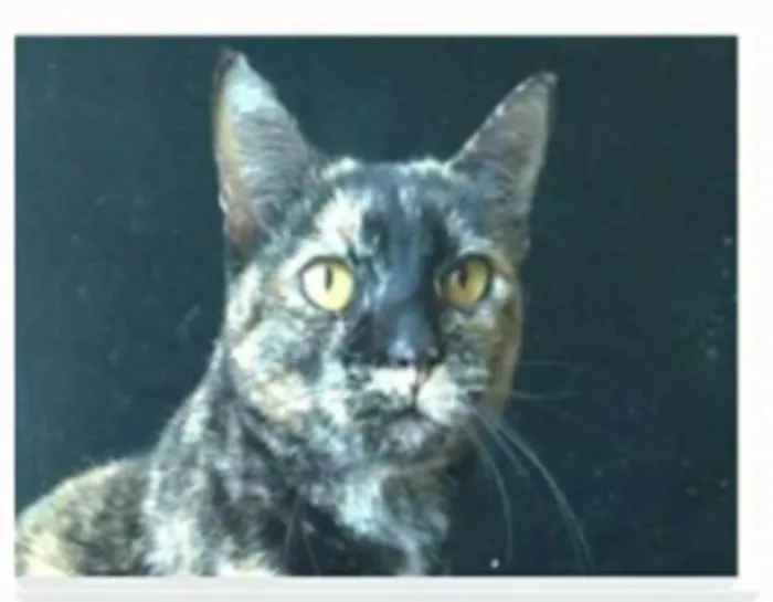Gato ra a srd escaminha rosét  idade 2 anos nome LUÍSA