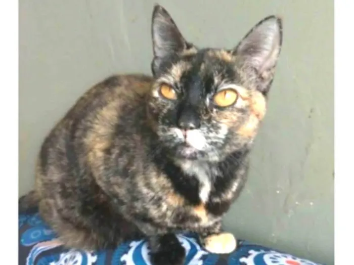 Gato ra a srd escaminha rosét  idade 2 anos nome LUÍSA