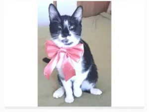Gato raça srd frajolinha  idade 7 a 11 meses nome AIKA