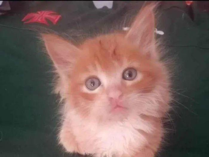 Gato ra a Srd idade 2 a 6 meses nome Faísca