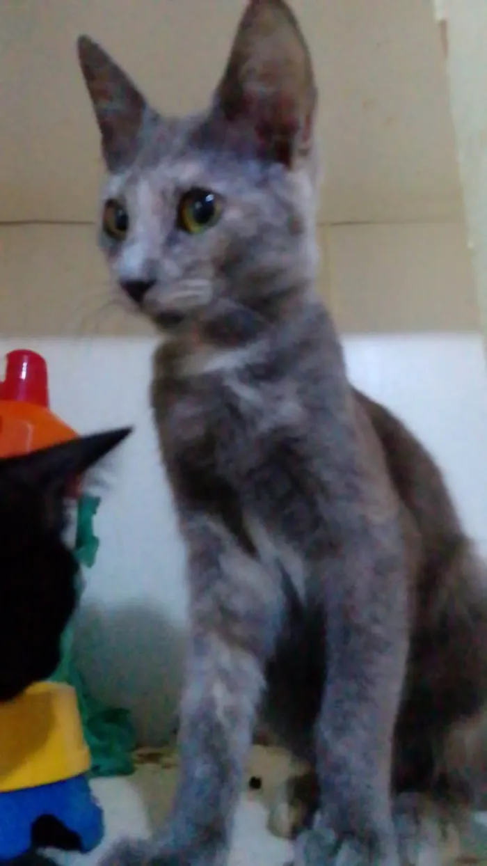 Gato ra a Srd idade 2 a 6 meses nome .