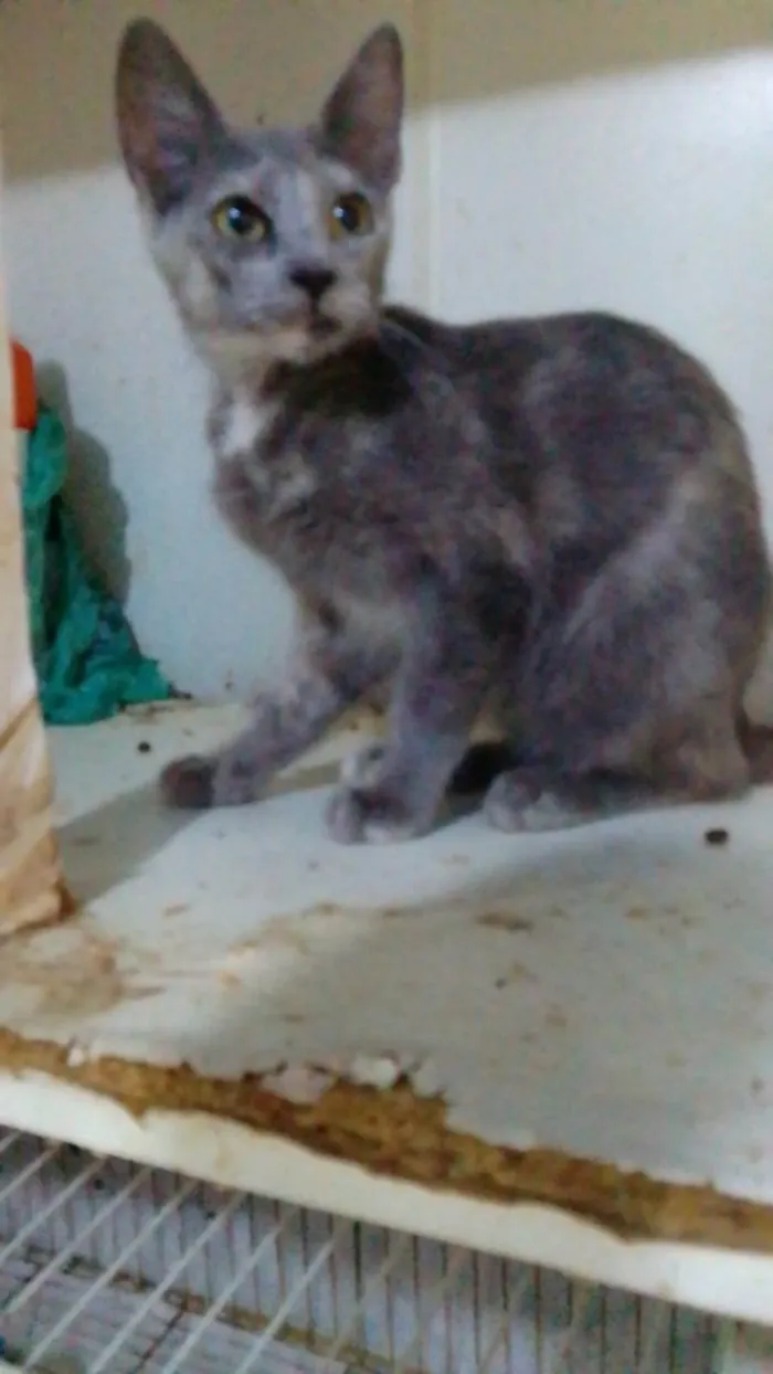 Gato ra a Srd idade 2 a 6 meses nome .