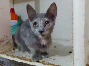 Gato raça Srd idade 2 a 6 meses nome .