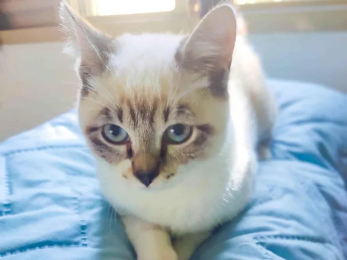 Gato ra a Srd idade 2 a 6 meses nome Sem nome 
