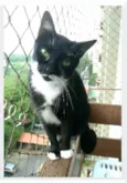 ELISA
