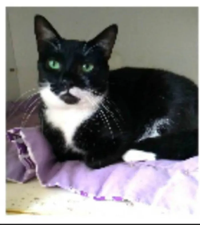 Gato ra a srd frajolinha idade 2 anos nome ELISA