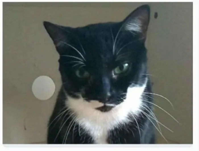 Gato ra a srd frajolinha idade 2 anos nome ELISA