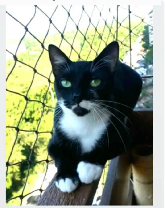 Gato ra a srd frajolinha idade 2 anos nome ELISA