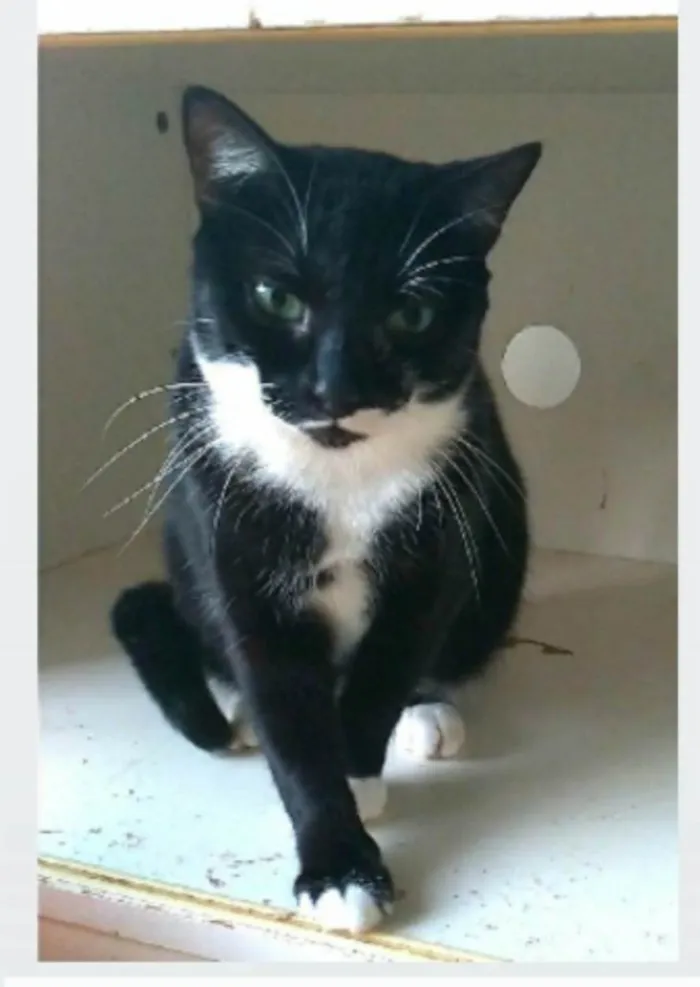 Gato ra a srd frajolinha idade 2 anos nome ELISA