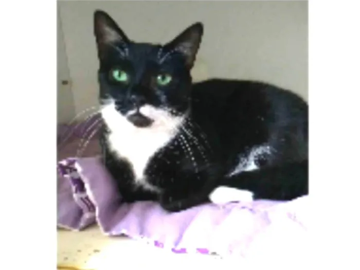Gato ra a srd frajolinha idade 2 anos nome ELISA
