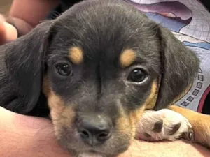 Cachorro raça Mestico  idade 2 a 6 meses nome Duque 