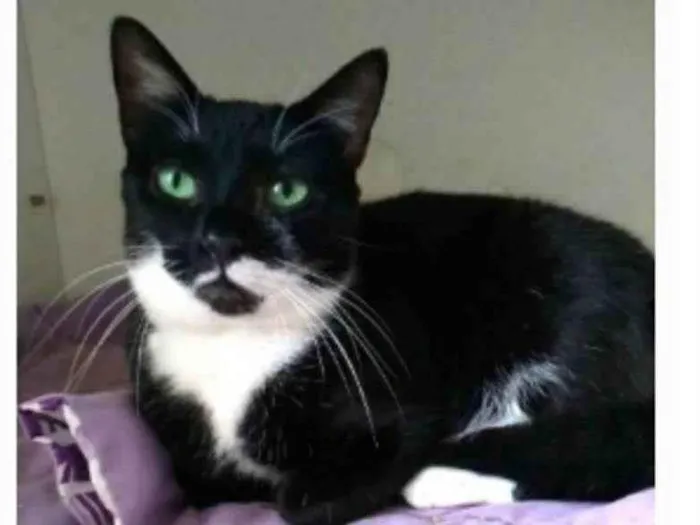 Gato ra a srd frajolinha idade 2 anos nome ELISA