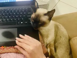 Gato raça Siamês idade 2 a 6 meses nome Leopoldo