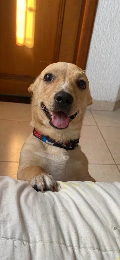 Cachorro ra a SRD-ViraLata idade 1 ano nome Bidu