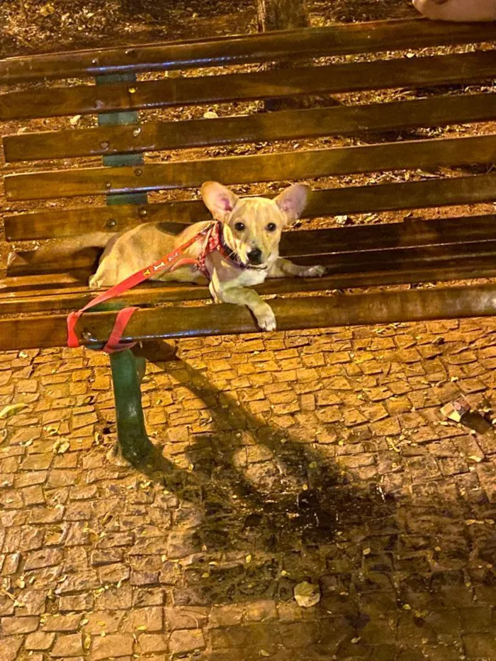Cachorro ra a SRD-ViraLata idade 1 ano nome Bidu