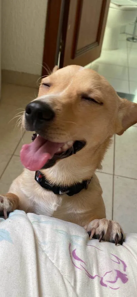 Cachorro ra a SRD-ViraLata idade 1 ano nome Bidu