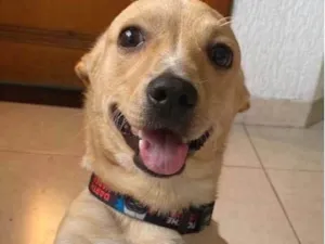 Cachorro raça SRD-ViraLata idade 1 ano nome Bidu