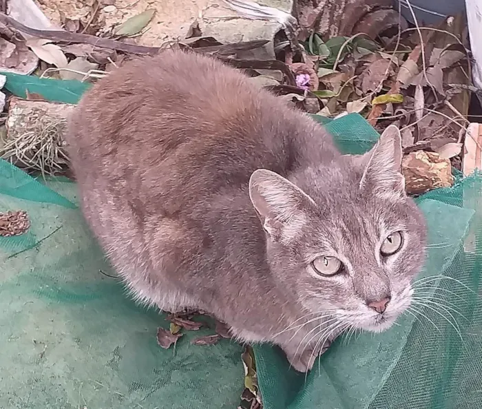 Gato ra a SRD-ViraLata idade 5 anos nome MADURIM