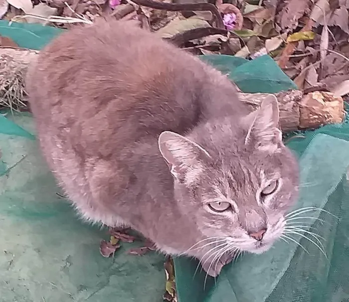 Gato ra a SRD-ViraLata idade 5 anos nome MADURIM