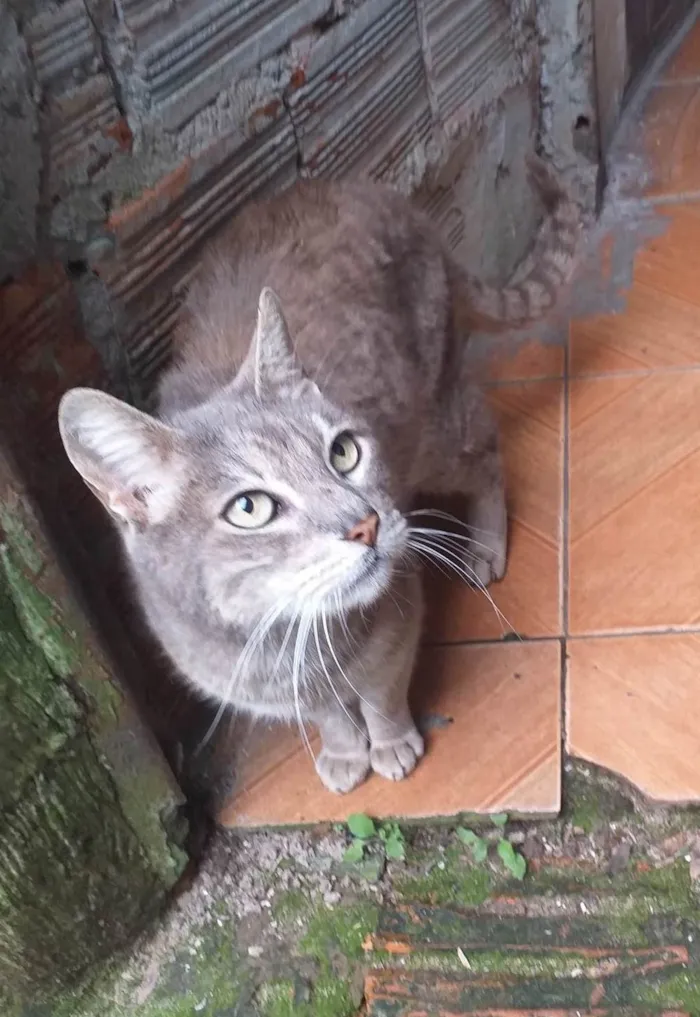 Gato ra a SRD-ViraLata idade 5 anos nome MADURIM