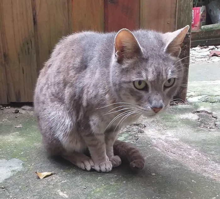 Gato ra a SRD-ViraLata idade 5 anos nome MADURIM