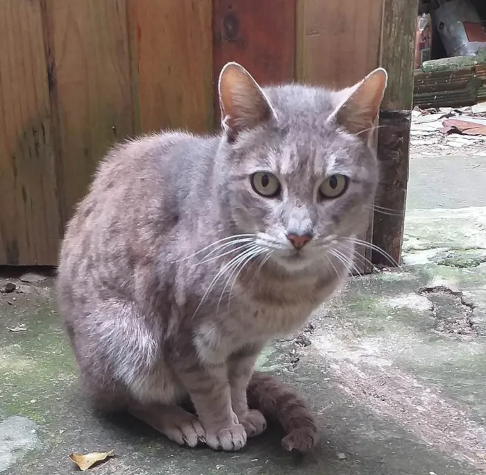 Gato ra a SRD-ViraLata idade 5 anos nome MADURIM