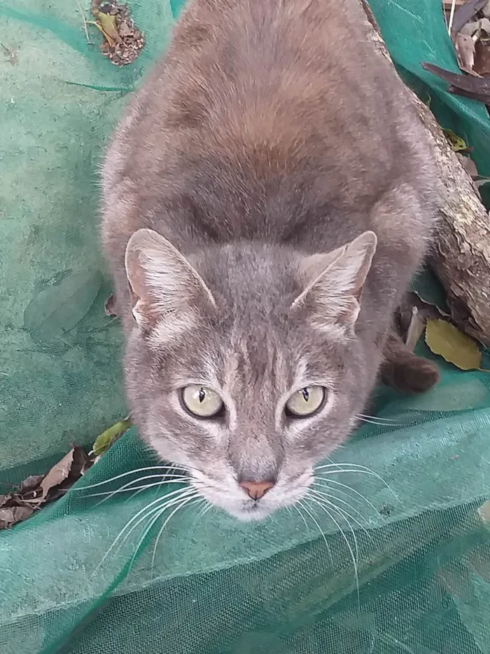 Gato ra a SRD-ViraLata idade 5 anos nome MADURIM