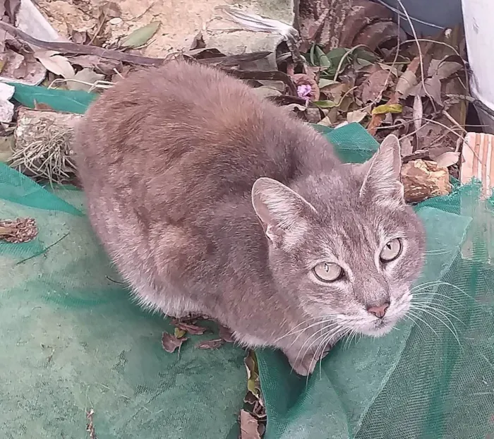 Gato ra a SRD-ViraLata idade 5 anos nome MADURIM