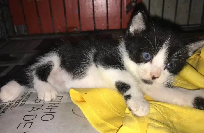 Gato ra a Srd idade Abaixo de 2 meses nome ...