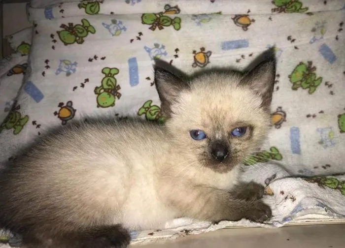Gato ra a Srd idade Abaixo de 2 meses nome .......