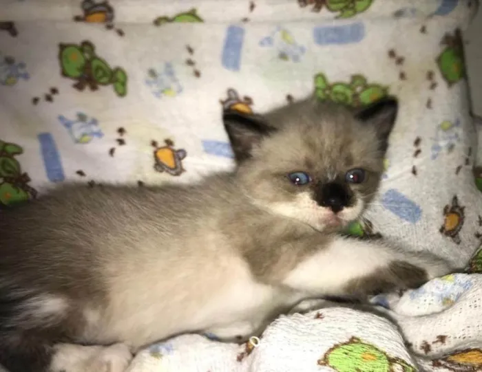 Gato ra a Srd idade Abaixo de 2 meses nome ....