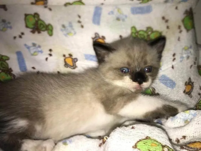 Gato ra a Srd idade Abaixo de 2 meses nome ....