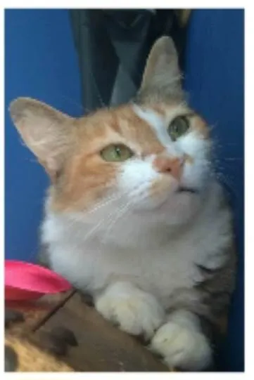 Gato ra a srd idade 7 a 11 meses nome NORAH 