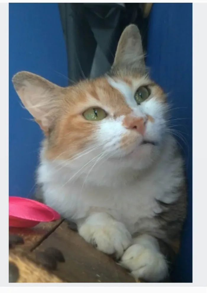 Gato ra a srd idade 7 a 11 meses nome NORAH 