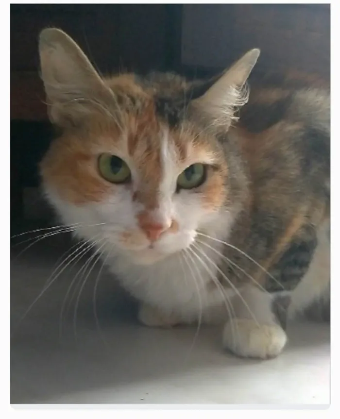 Gato ra a srd idade 7 a 11 meses nome NORAH 