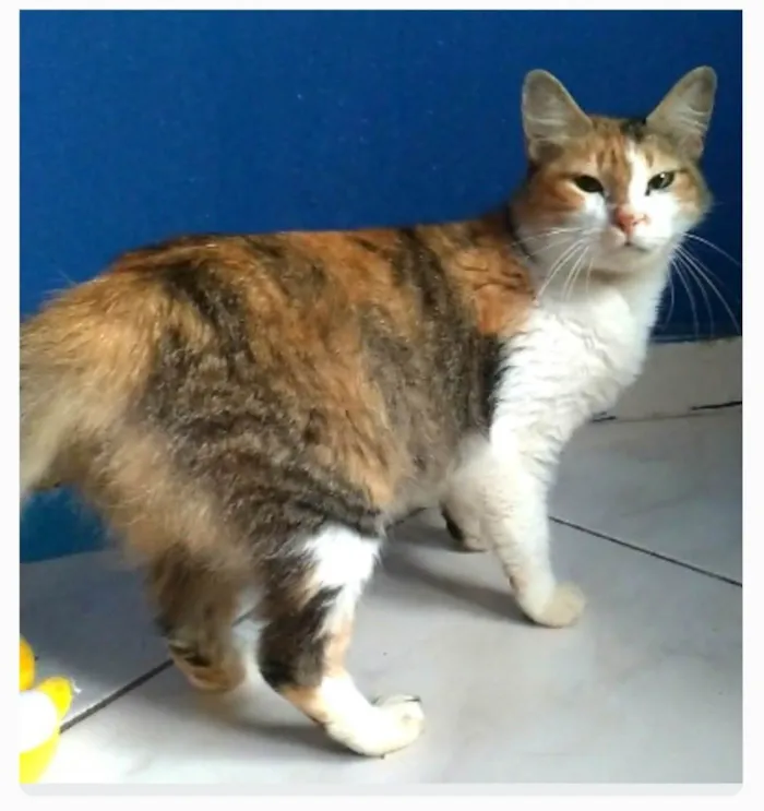 Gato ra a srd idade 7 a 11 meses nome NORAH 
