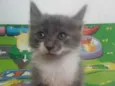 Fumaça