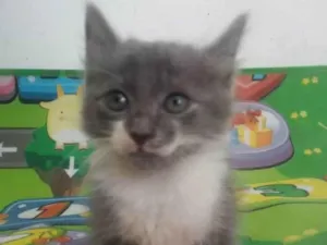 Gato raça Srd idade 2 a 6 meses nome Fumaça