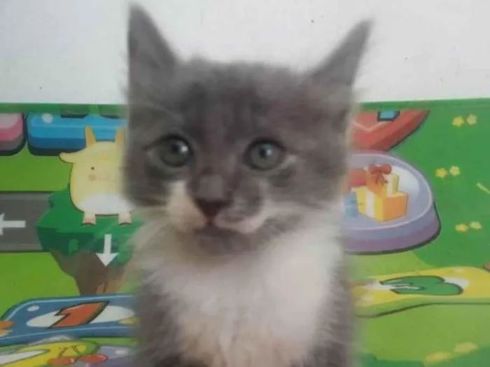 Gato ra a Srd idade 2 a 6 meses nome Fumaça