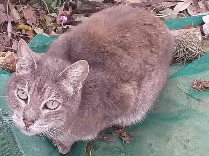 Gato ra a SRD-ViraLata idade 5 anos nome MADURIM