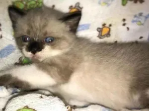 Gato raça Srd idade Abaixo de 2 meses nome ....