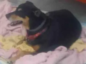 Cachorro raça mestiço idade 3 anos nome mistura pincher