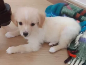 Cachorro raça Srd idade Abaixo de 2 meses nome Théo