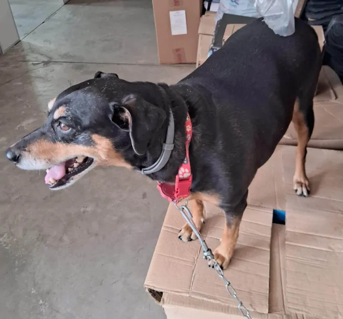 Cachorro ra a mestiço idade 3 anos nome mistura pincher