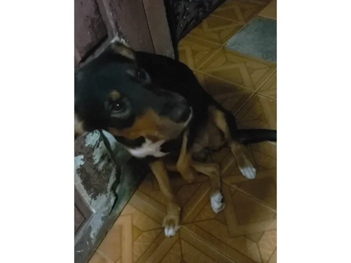 Cachorro ra a Pastor alemão  idade 2 anos nome Kira