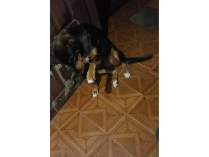 Cachorro ra a Pastor alemão  idade 2 anos nome Kira