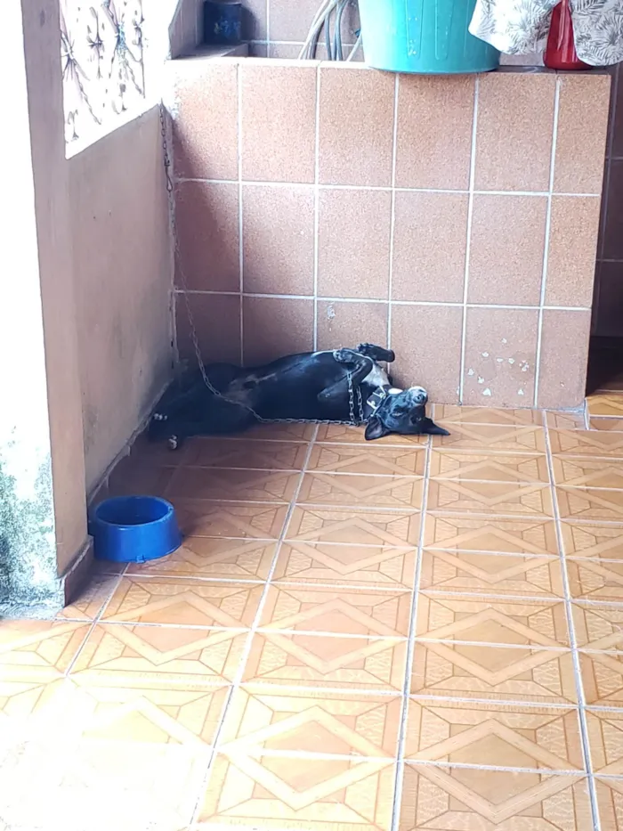 Cachorro ra a vira lata idade 4 anos nome Black