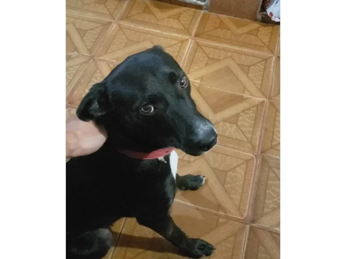 Cachorro ra a vira lata idade 4 anos nome Black