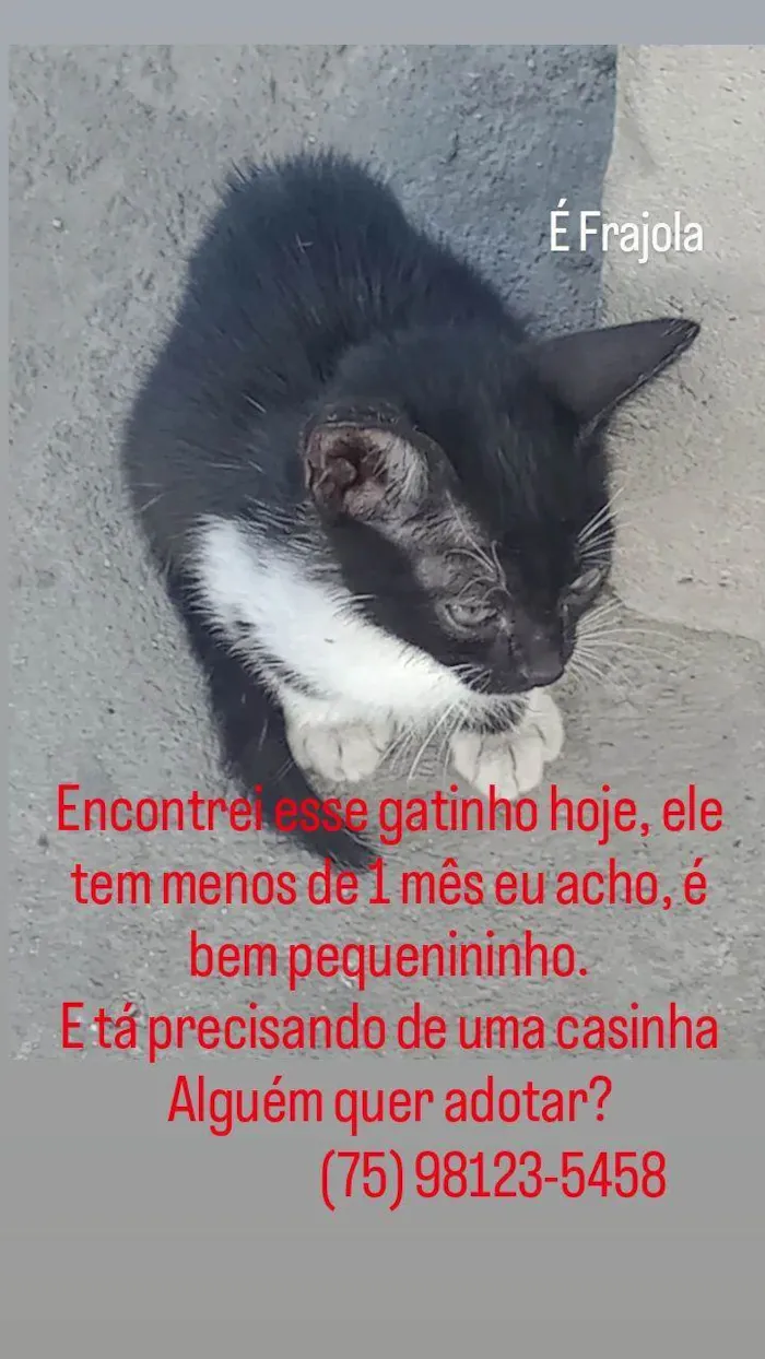 Gato ra a Frajola idade Abaixo de 2 meses nome Nenhum ainda.